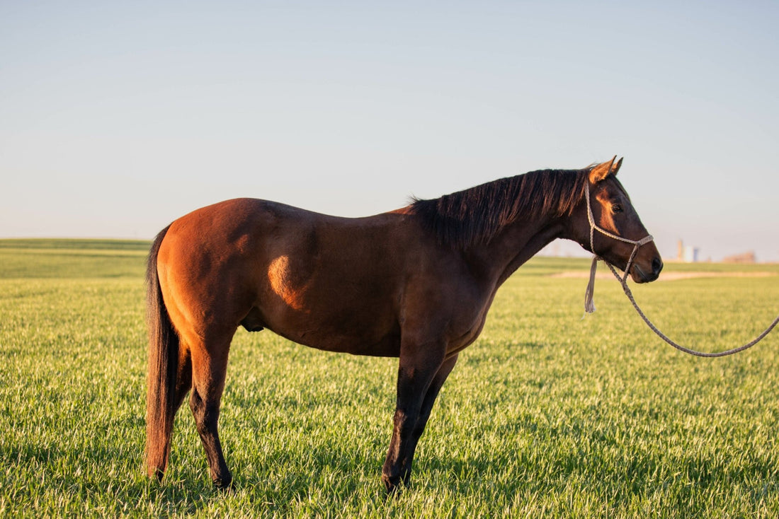 Spring Maintenance For Horses - Silver Lining Herbs