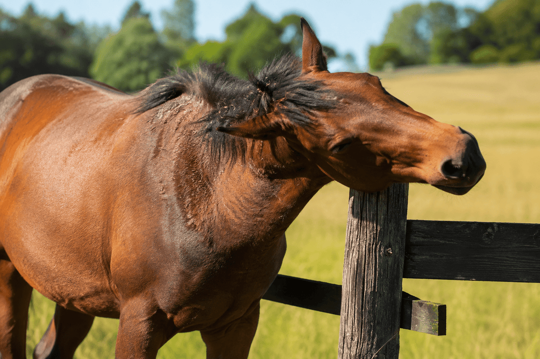Sweet Itch in Horses: Causes, Symptoms & How to Help - Silver Lining Herbs