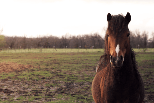 The Muddy Truth: Hoof Problems Caused by Mud & Moisture - Silver Lining Herbs