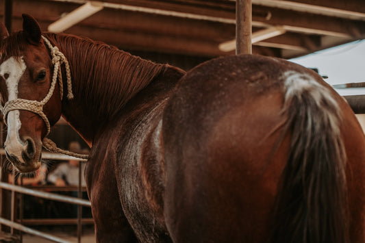 Understanding Fecal Water Syndrome in Horses: Causes & Solutions - Silver Lining Herbs