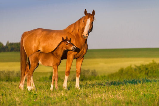 Understanding Mare and Foal Health: Nutrition, Hormones, and the Early Bond - Silver Lining Herbs