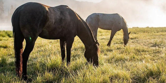 What can I do for my Horse With Thick Yellow Urine? - Silver Lining Herbs