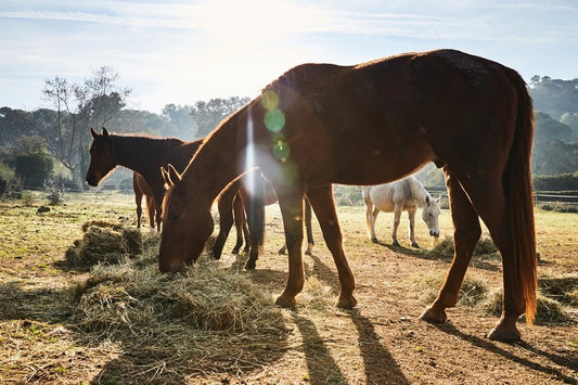 What to Feed A Horse: Do's and Don'ts For Healthier, Happier Horses - Silver Lining Herbs