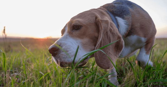 Why Do Dogs Eat Grass in the Spring? - Silver Lining Herbs