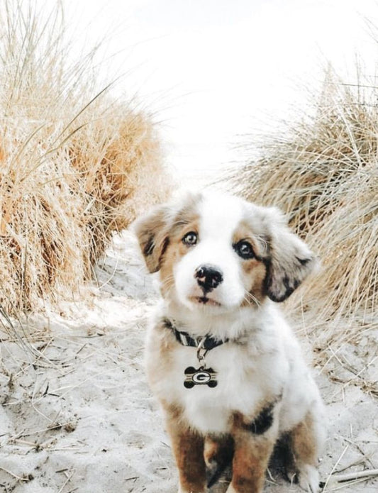Why Does My Dog Smell Like Fish? (Causes & Treatment) - Silver Lining Herbs