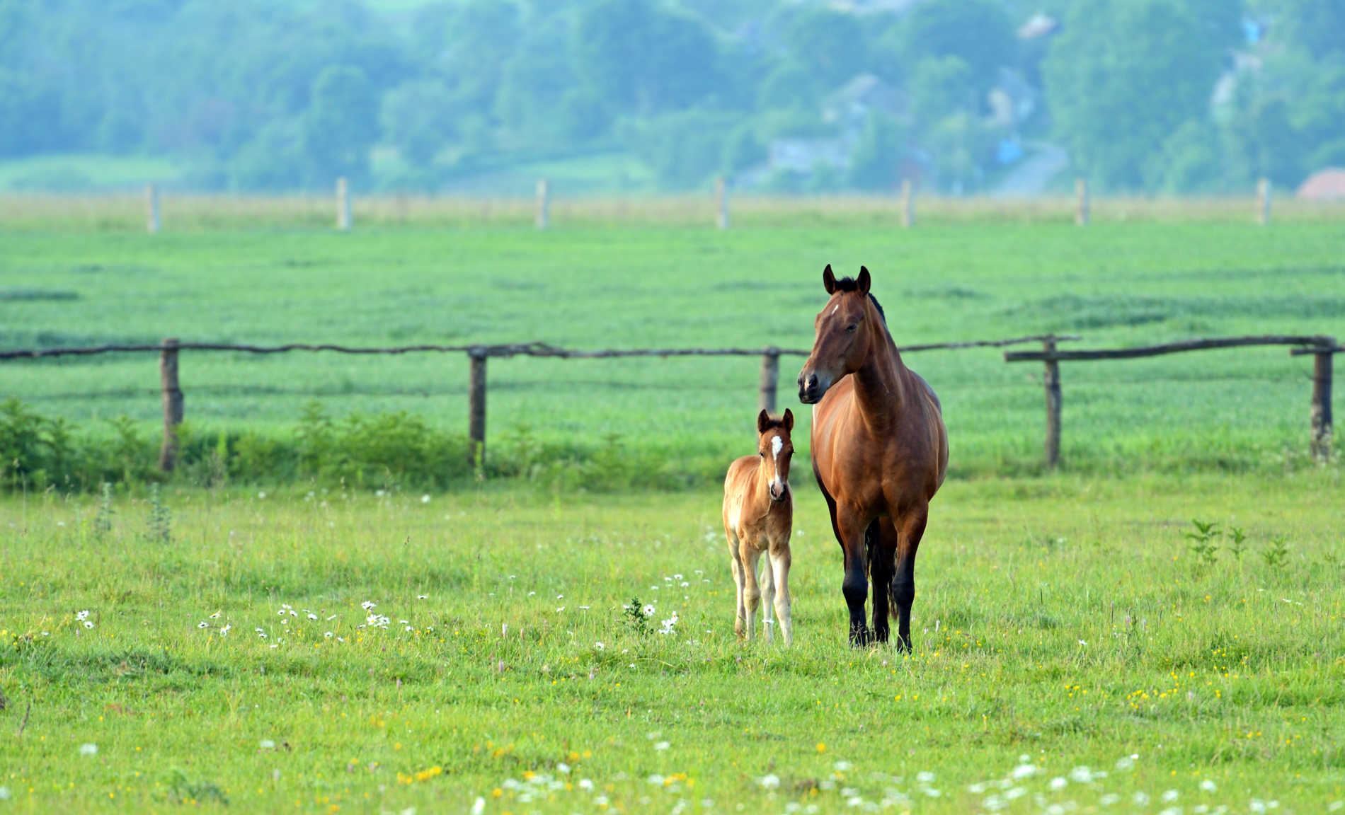Why Your Mare Gets Moody in Spring - Silver Lining Herbs