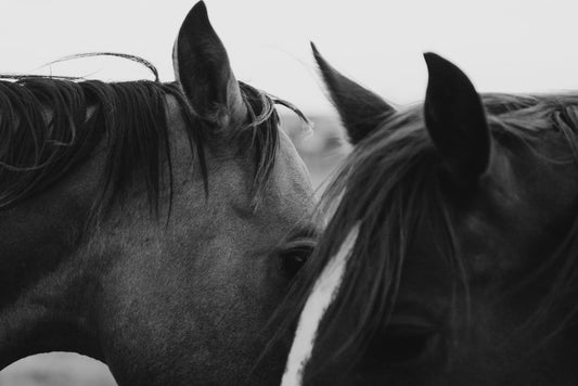 Winter Water Care to Keep Your Horse Hydrated in Cold Weather - Silver Lining Herbs