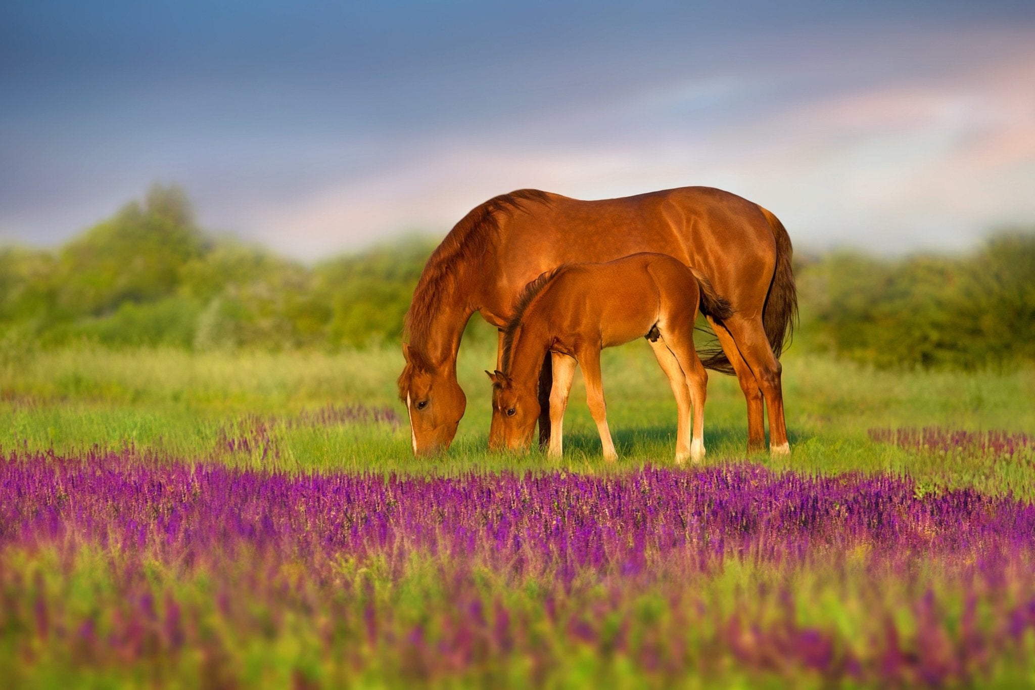 Spring Into Health - Silver Lining Herbs