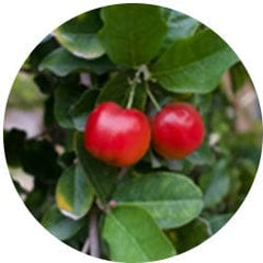 Acerola