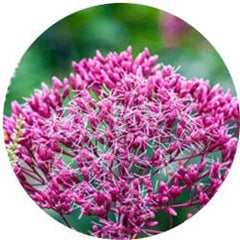 Boneset