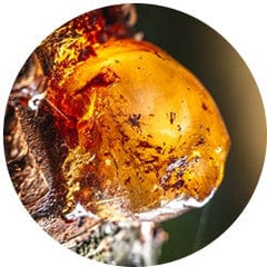 Boswellia (Frankincense)