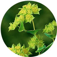 Bupleurum