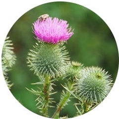 Burdock