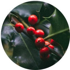 Butcher’s Broom