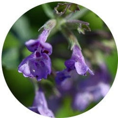 Catnip