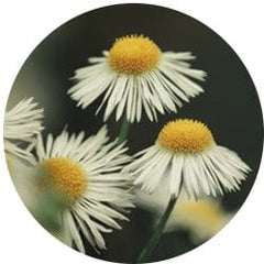 Chamomile