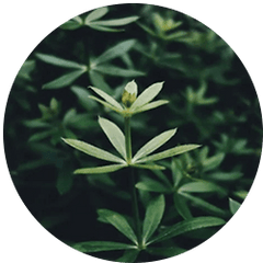 Cleavers