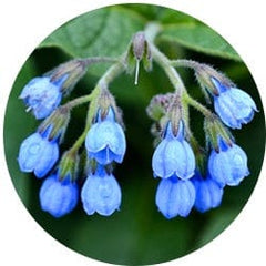 Comfrey