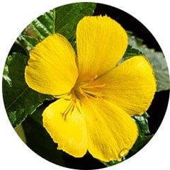 Damiana