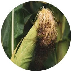 Corn Silk