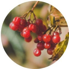 Cranberry