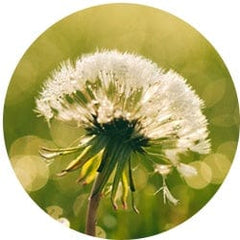 Dandelion