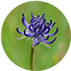 Devil’s Claw