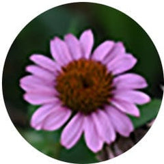 Echinacea