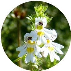 Eyebright