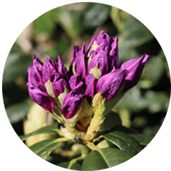 Gentian