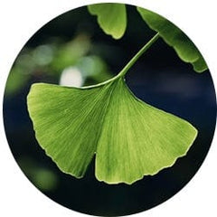 Ginkgo