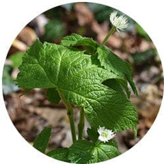 Goldenseal