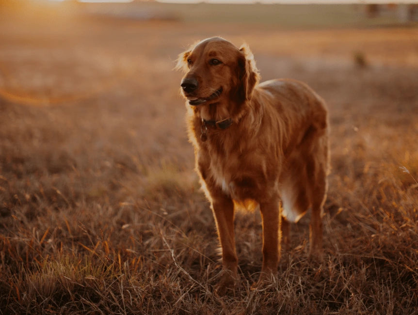 THE BEST DOG FOOD, ACCORDING TO EXPERTS AND VETERINARIANS