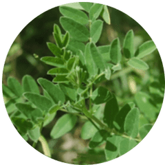 Astragalus