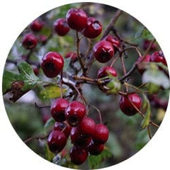 Hawthorn