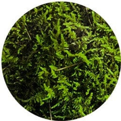Irish Moss