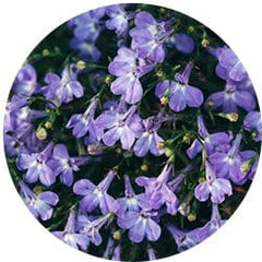 Lobelia