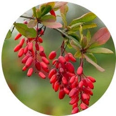 Barberry