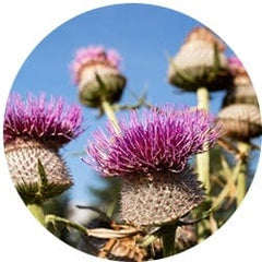 Milk Thistle