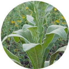 Mullein