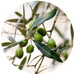 Olive Leaf
