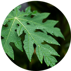 Papaya