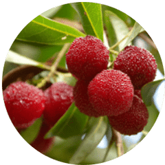 Bayberry