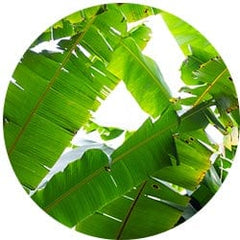 Plantain