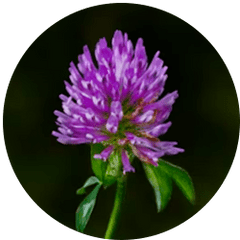 Red Clover
