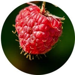 Red Raspberry