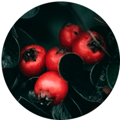 Rose Hips