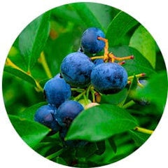 Bilberry