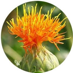 Safflower