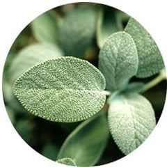 Sage
